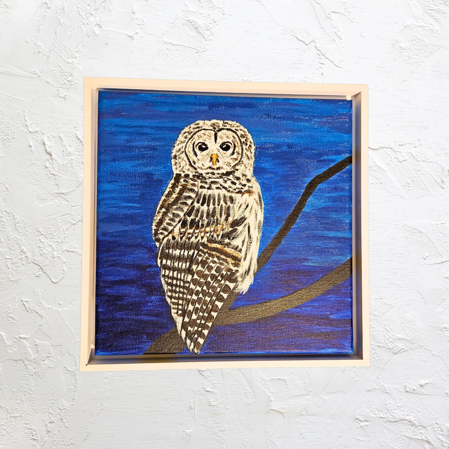 Barred Owl