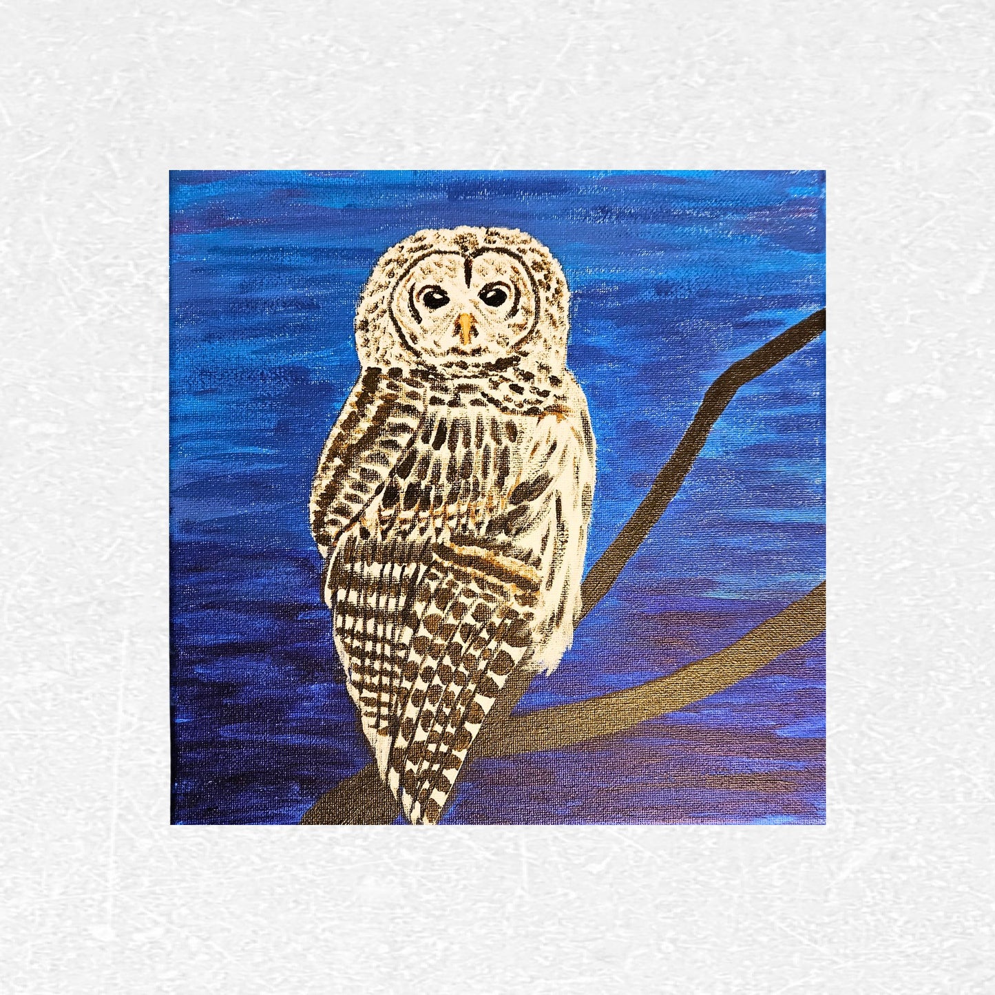 Barred Owl