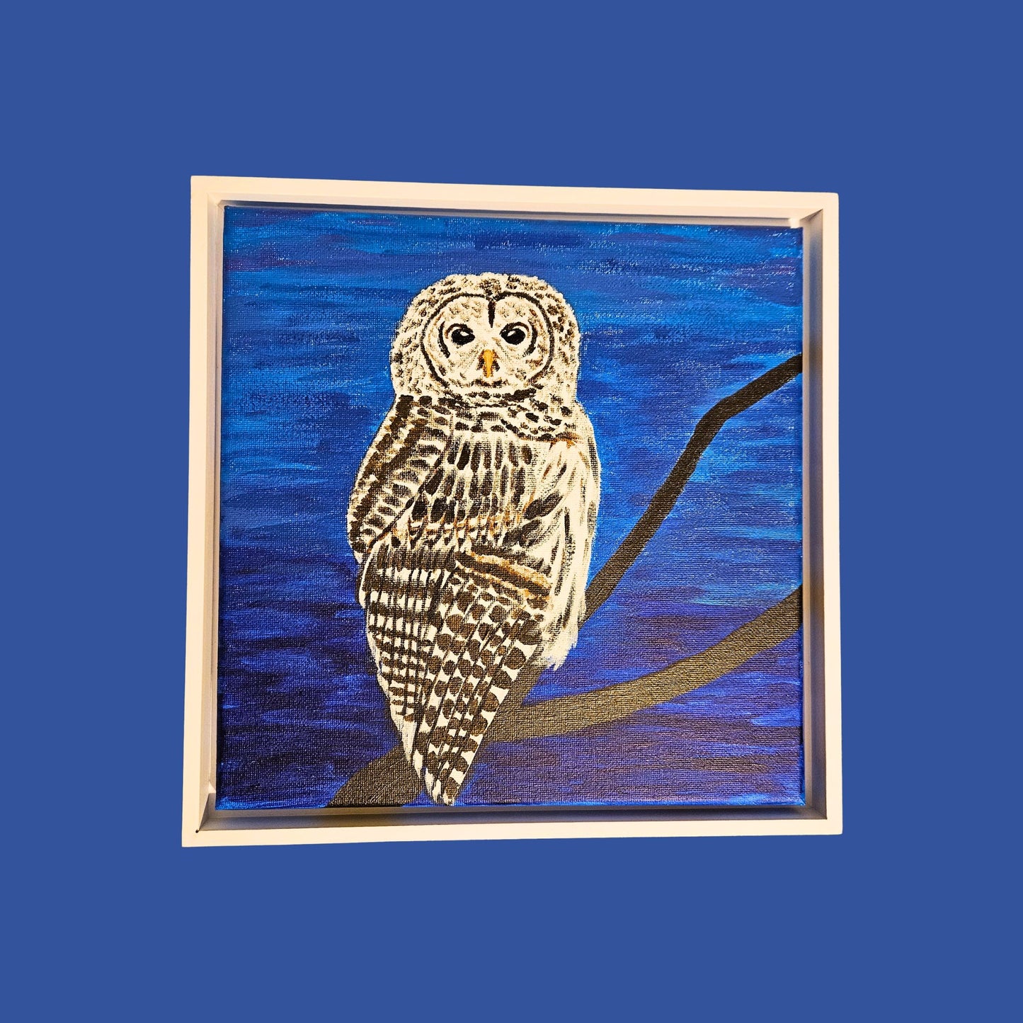 Barred Owl